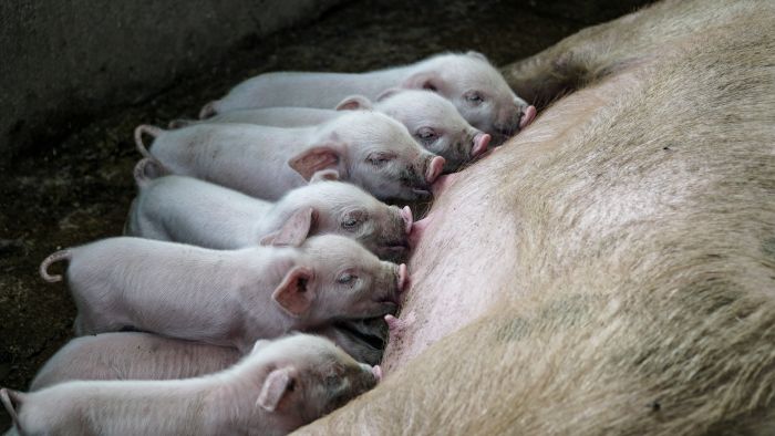 baby pigs