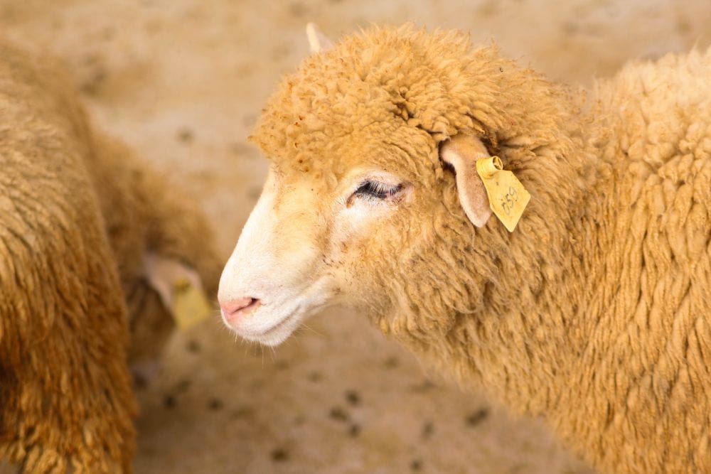 Schaf aus Massentierzucht