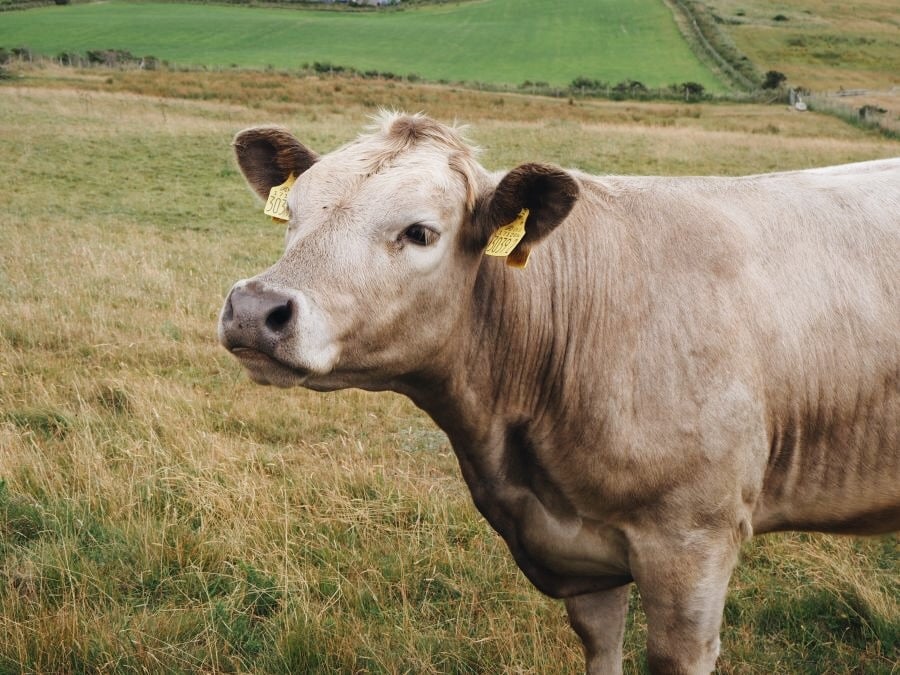 Eine wunderschöne Kuh auf einer Irischen Weide. Animal are our Friends and not food. Her Body her rule.